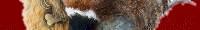 Hunting Dog Prints & Wildlife Prints