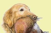 Hunting Dog Prints & Wildlife Prints