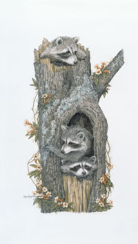 click to enlarge Coon-dominium -- Wildlife Art by Cary Savage Ingram