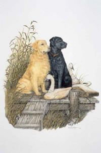 click to enlarge Dare County Swan Song -- Wildlife Art by Cary Savage Ingram