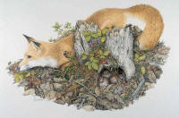 click to enlarge Diversion -- Wildlife Art by Cary Savage-Ingram