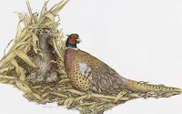 click to enlarge Her Majestys Royal Guard -- Wildlife Art by Cary Savage Ingram