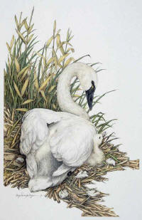 click to enlarge Lullaby -- Wildlife Art by Cary Savage Ingram