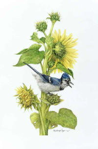click to enlarge Ms Queenie -- Wildlife Art by Cary Savage Ingram