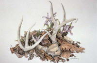 click to enlarge Nobility Reborn -- Wildlife Art by Cary Savage-Ingram