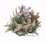 click to enlarge Royal Flush, Too -- Wildlife Art by Cary Savage-Ingram