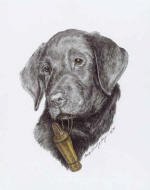 click to enlarge Scout -- Wildlife Art by Cary Savage-Ingram