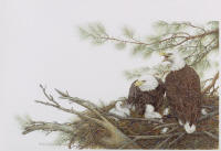 click to enlarge Spirit of Freedom -- Wildlife Art by Cary Savage Ingram