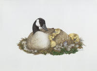 click to enlarge Spring Blessings -- Wildlife Art by Cary Savage Ingram