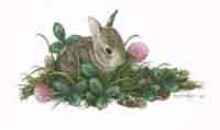 Spring Clover -- Wildlife Art by Cary Savage Ingram