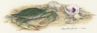 click to enlarge Steamers -- Wildlife Art by Cary Savage Ingram