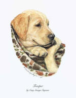 click to enlarge Trooper -- Wildlife Art by Cary Savage-Ingram