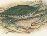 "Steamers" is one of Cary's newest prints.