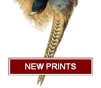 Hunting Dog Prints & Wildlife Prints